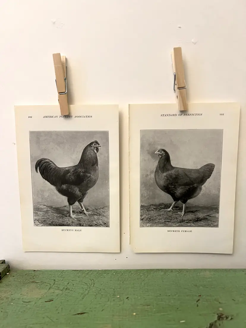 Vintage CHICKEN PRINTS Buckeye Rooster & Hen. c1912. Farm House Ephemera