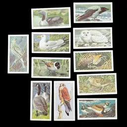 #04 - Brooke Bond Tea Cards “Wild Birds In Britain” Series-PICK ONE!