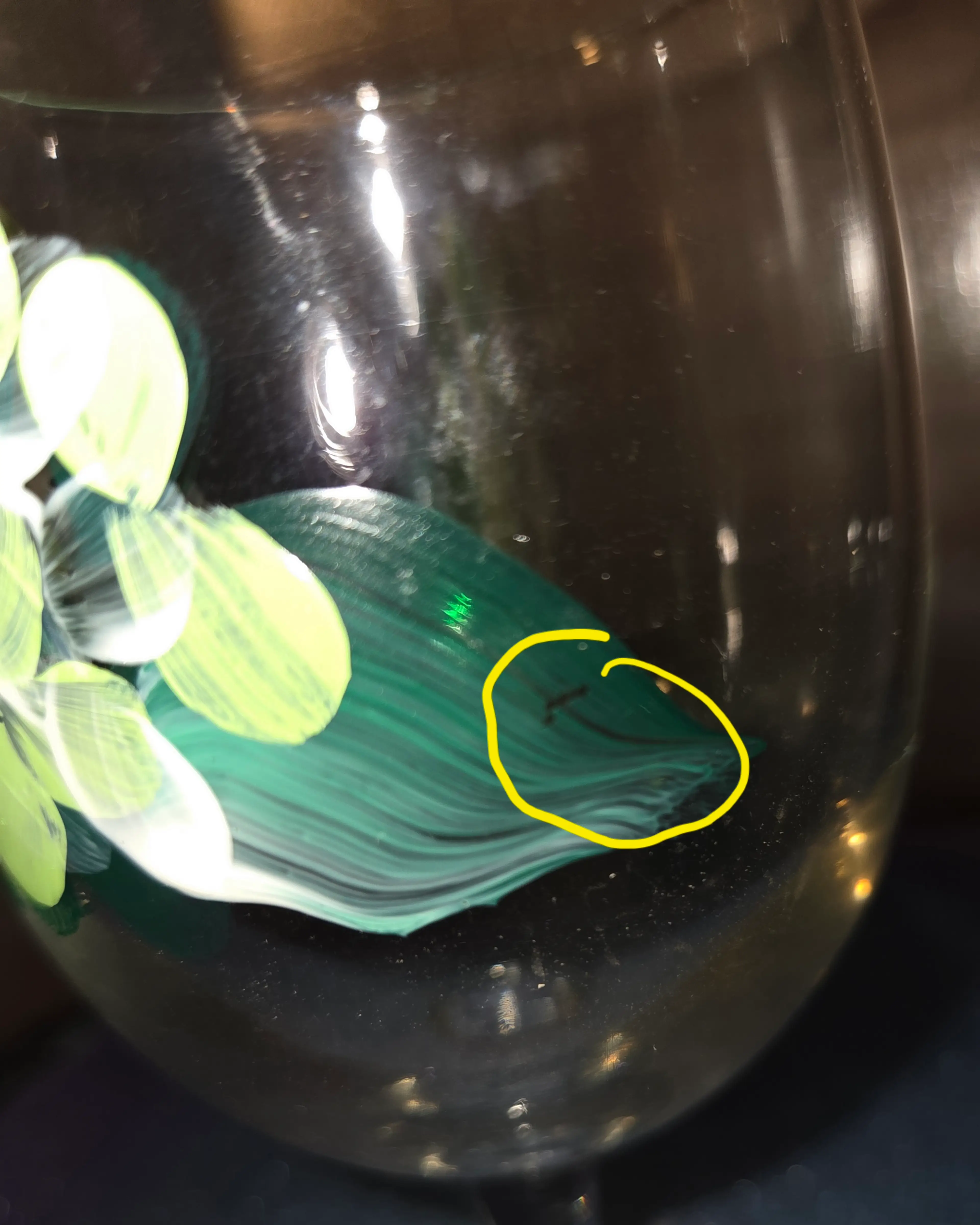 Image 4 of 5