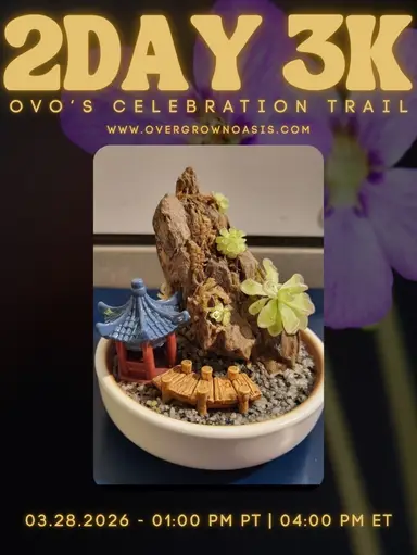 The Oasis Awakening! 1Y 3K