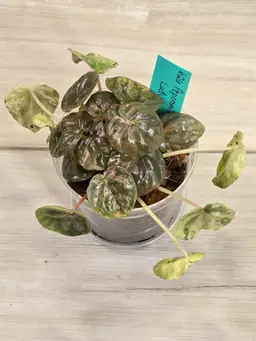 Peperomia Pink Lady