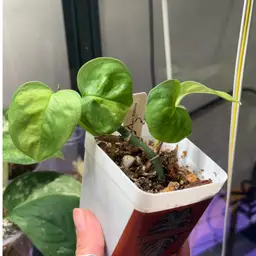 Global Green Pothos