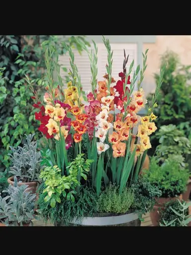 It’s A Glad Kind Of Day!!