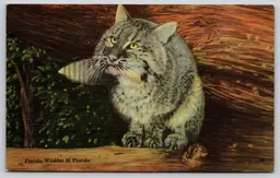 Postcard Florida Wildcat in Florida Cat in Tree Linen Bobcat Lynx rufus - 9985