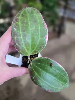 43. latifolia outer sp Java