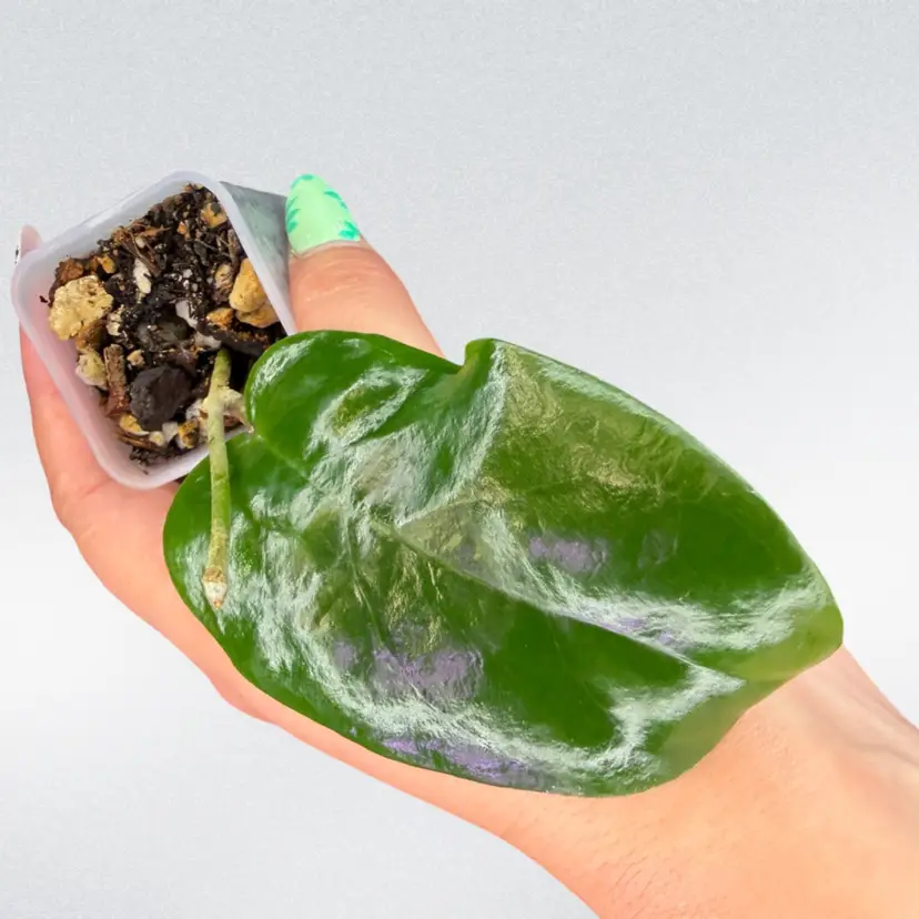 Hoya βheart leafβ
