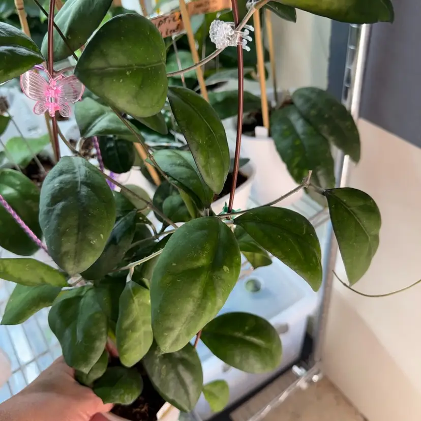 Nathalie Top cut 3 nodes