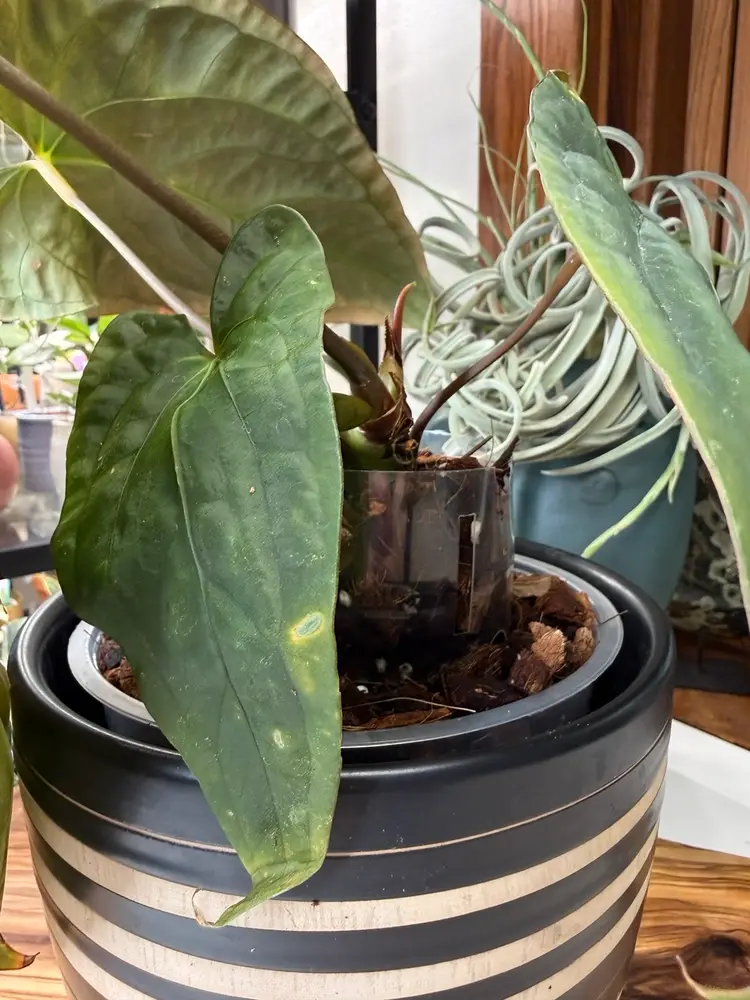 Plant Pot Extender - Clear Acrylic