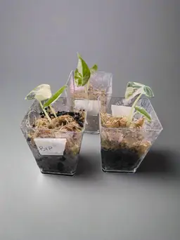 Alocasia Reginula “Black Velvet Pink” - Seller’s Choice