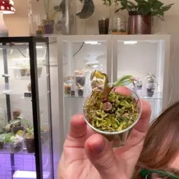 Princess Of Fire Philo