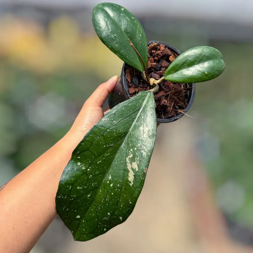PS0807 - Hoya ‘Artheswara’ (A1-erythrina x vitt. Bengkulu)