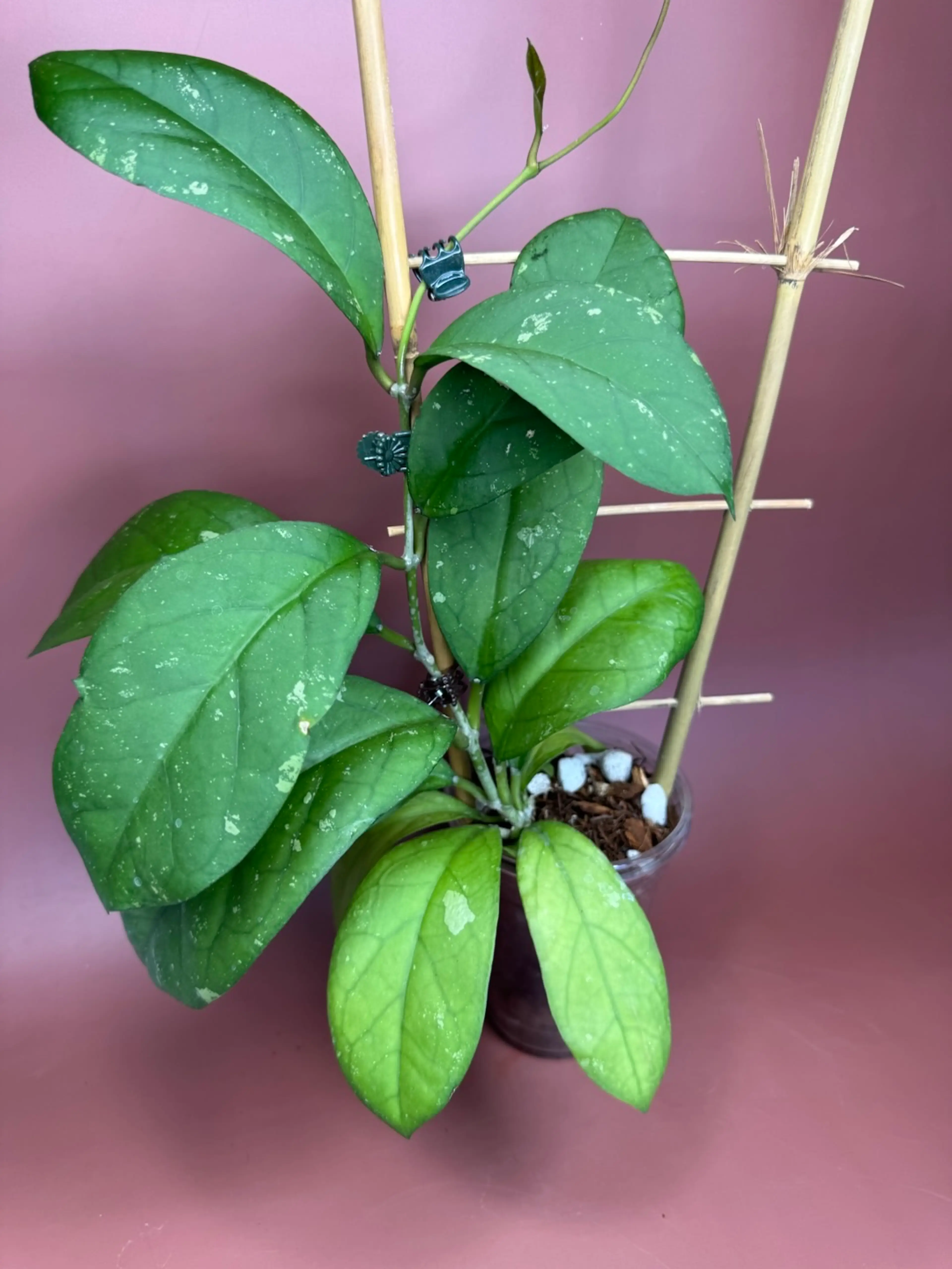 Image 2 of 2