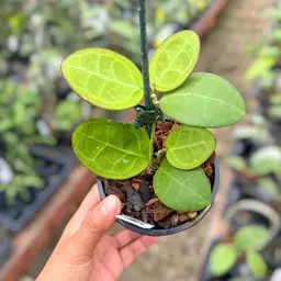 PS0453 - Hoya (patcharawalai 023 x elliptica)