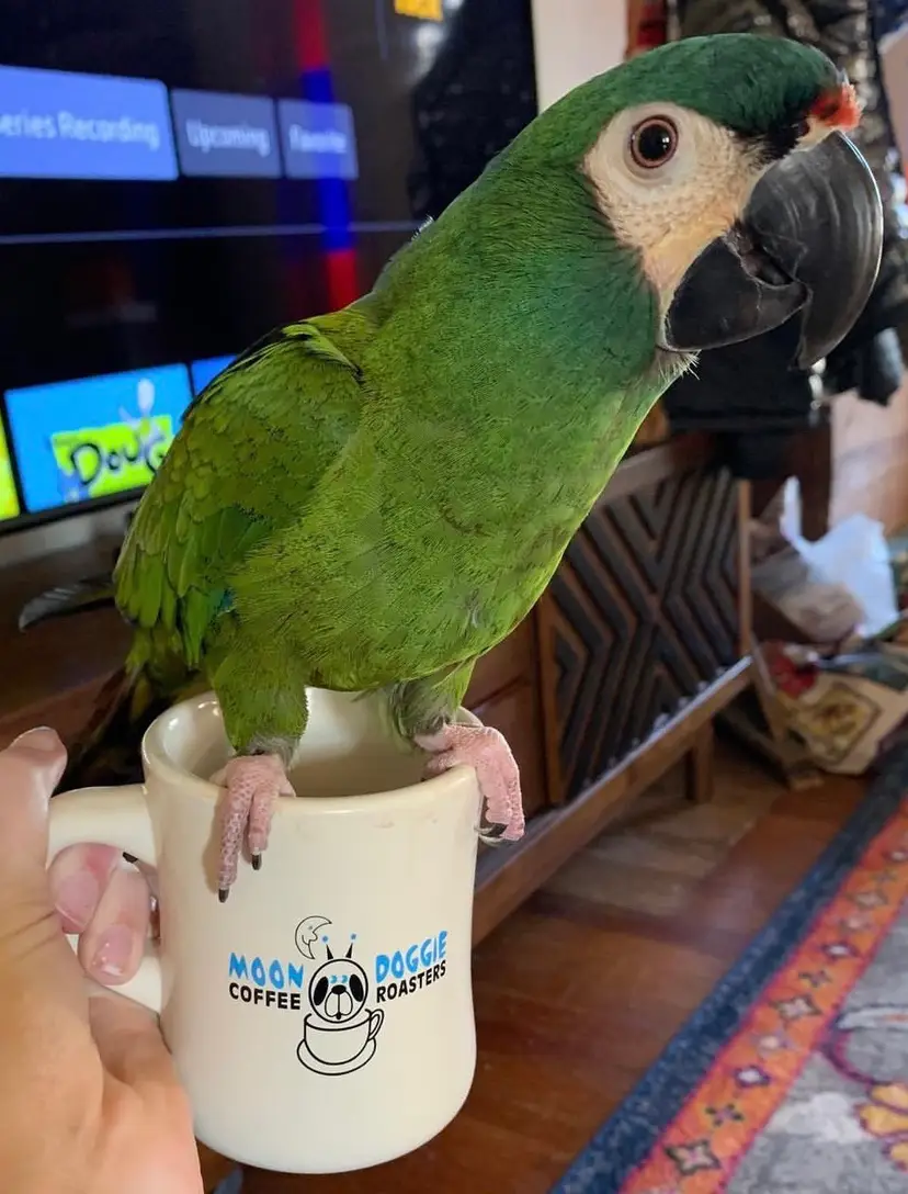 Livestream thumbnail