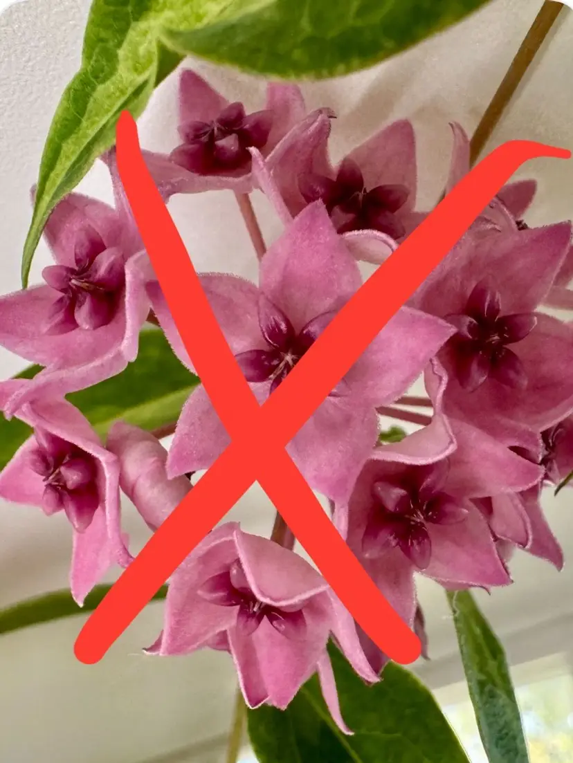 Livestream thumbnail