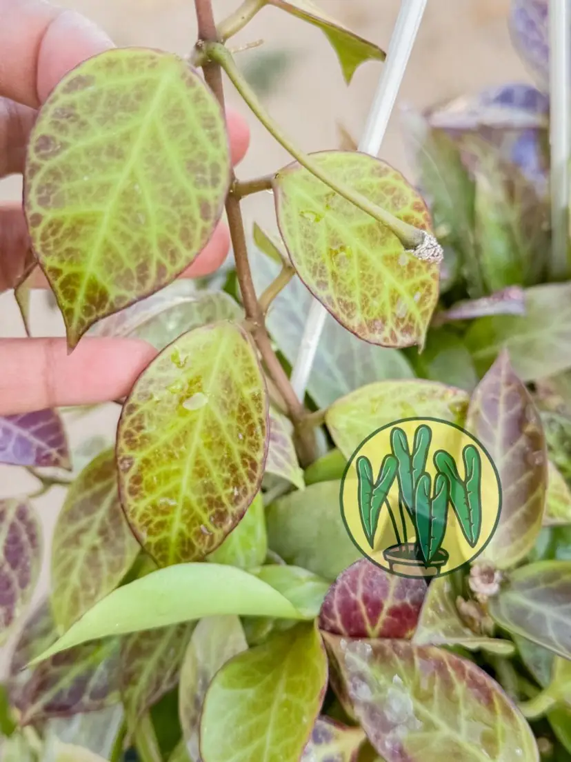 Livestream thumbnail