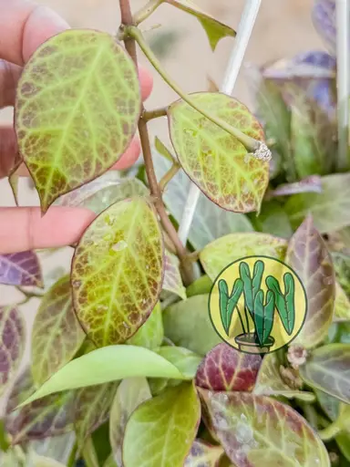 Impromptu LIVE : Hoya seedling selection