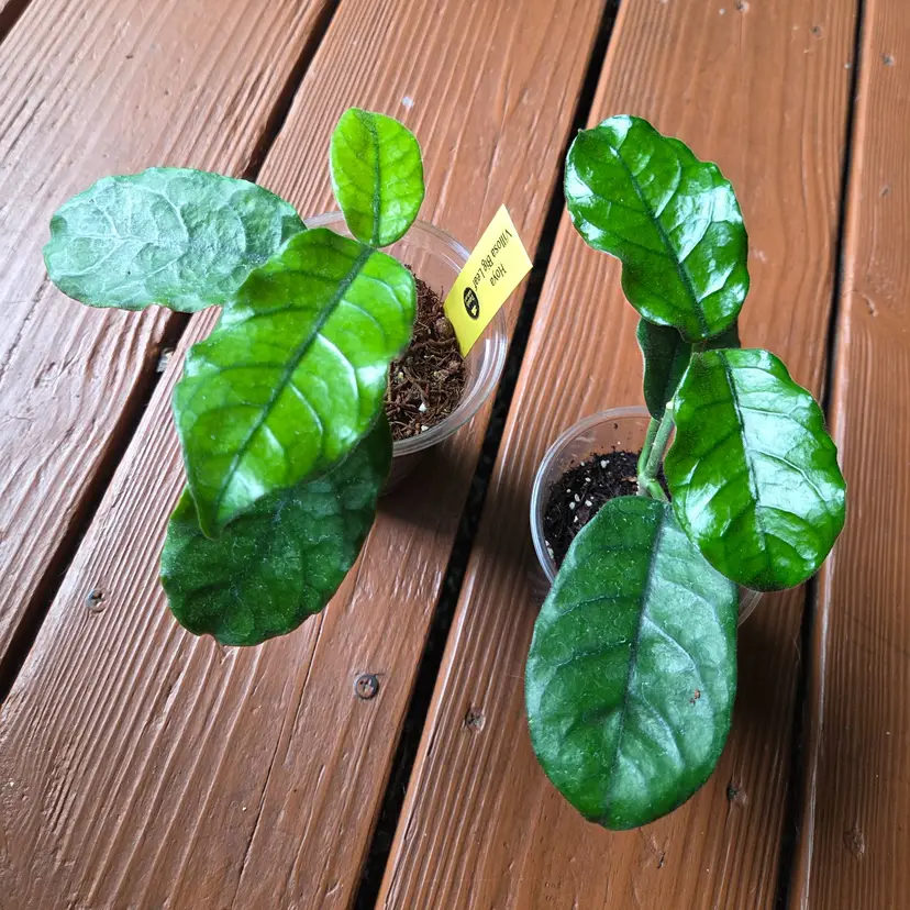 Hoya Villosa Big Leaf