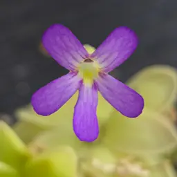 Pinguicula rectifolia x ibarrae E