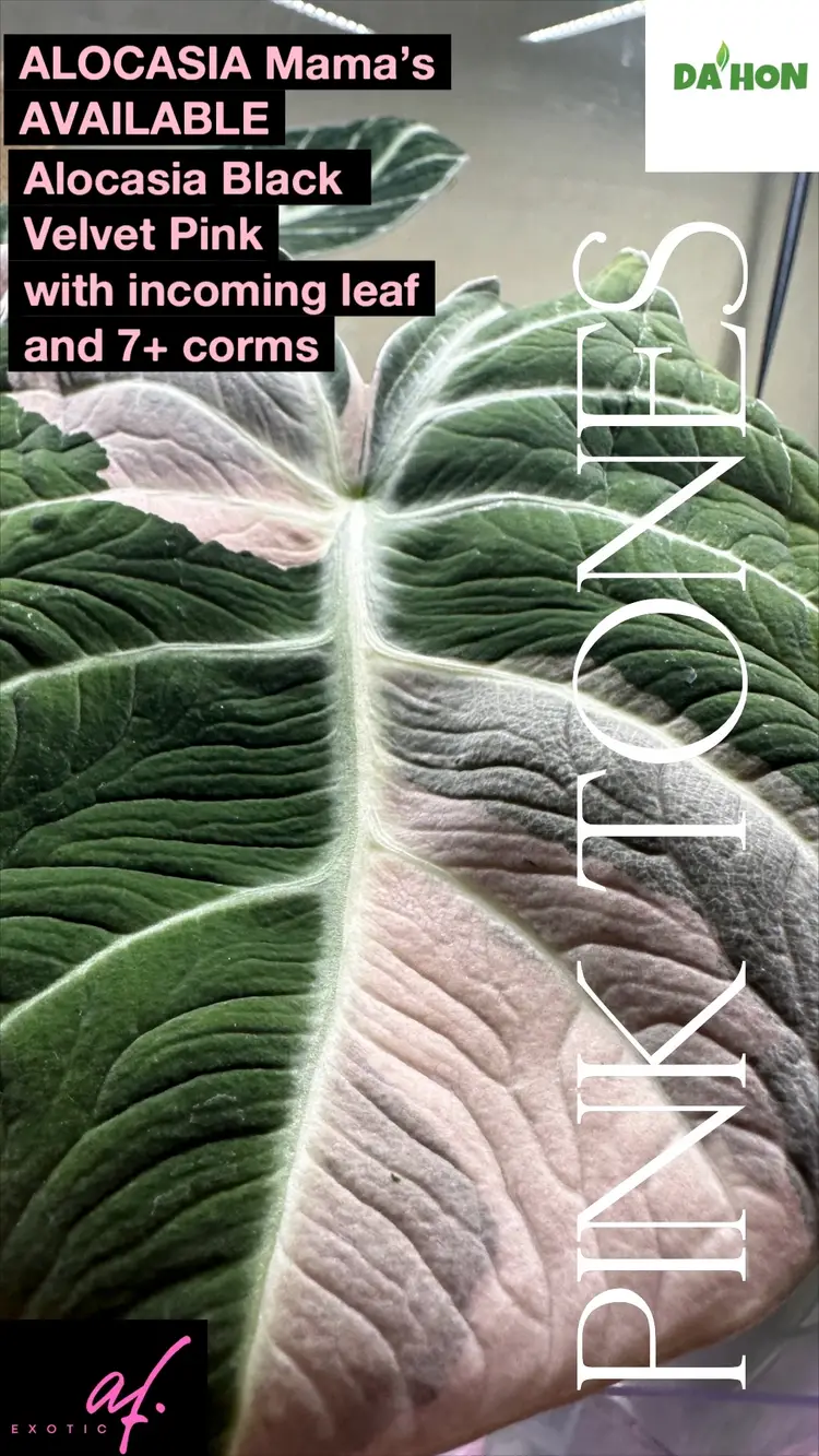 Alocasia Black Velvet Pink 1-Mother plant