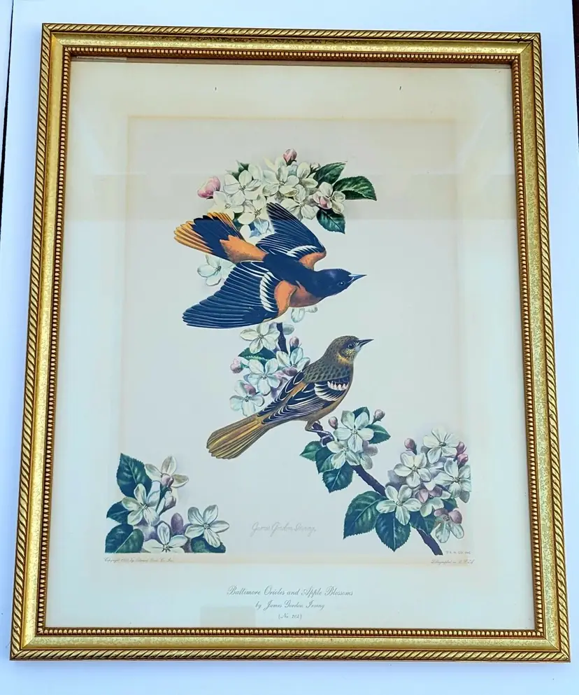 Vintage Baltimore Orioles & Apple Blossoms Bird Lithograph James Gordon Irving Frame