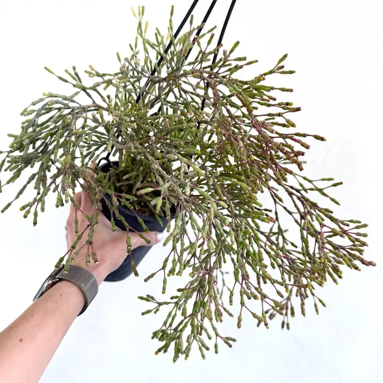 4” Hatiora Salicorniodes