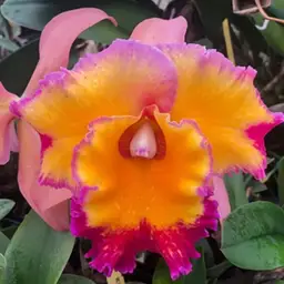 Cattleya Seedling Mystery Box