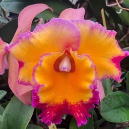 Cattleya Seedling Mystery Box