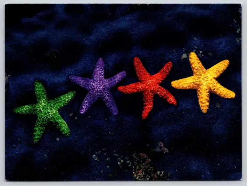 Postcard Rainbow Starfish Multicolor Starfish Echinoderm Pride Marine, Colortastic -  5394