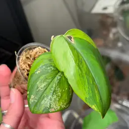 Moonlight GOG Scindapsus Butt Cut