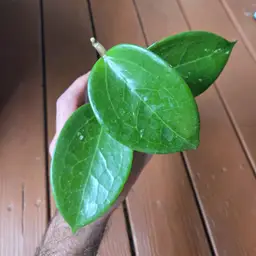 Hoya RHM-909 (Cambodia x rigida epc605)