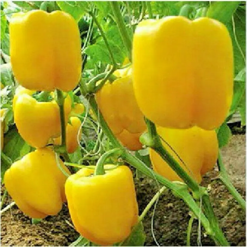 Sunbright Bell Pepper vegetable seeds