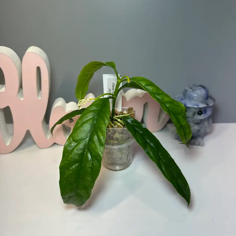 82 Decipulae (Outer Variegated)