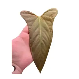 Mr. WW x (RL x Self)