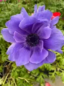 porterhousehodgepodge