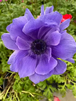 porterhousehodgepodge