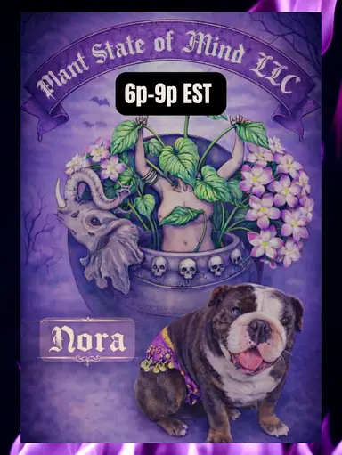 HOYAS! Will Come Back At 7if…