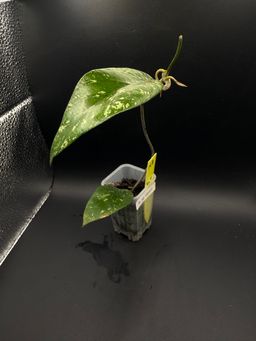 Hoya sp Venair