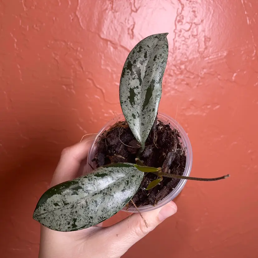 22 Hoya carnosa ‘Wilbur Graves’