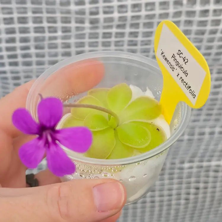 SC-42 Pinguicula 'Kewensis' x rectifolia