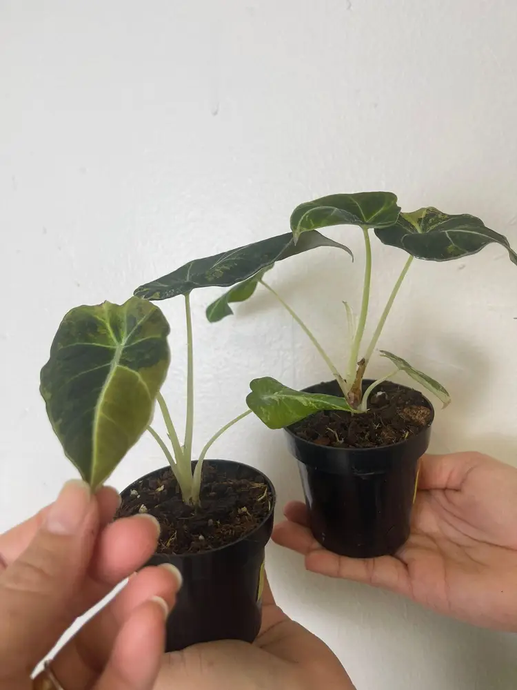 Alocasia black velvet golden 3”