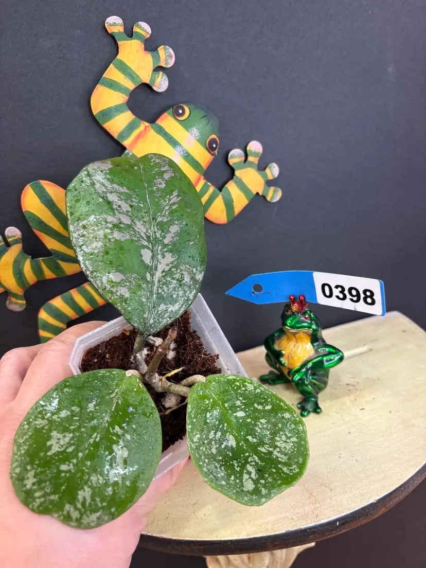 398	OBOVATA (SPLASH)