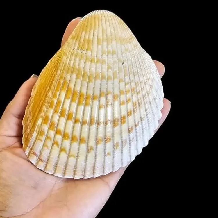 Florida 🌞 Set Of 5 Assorted Huge Florida West Coast Cockle Sea Shells