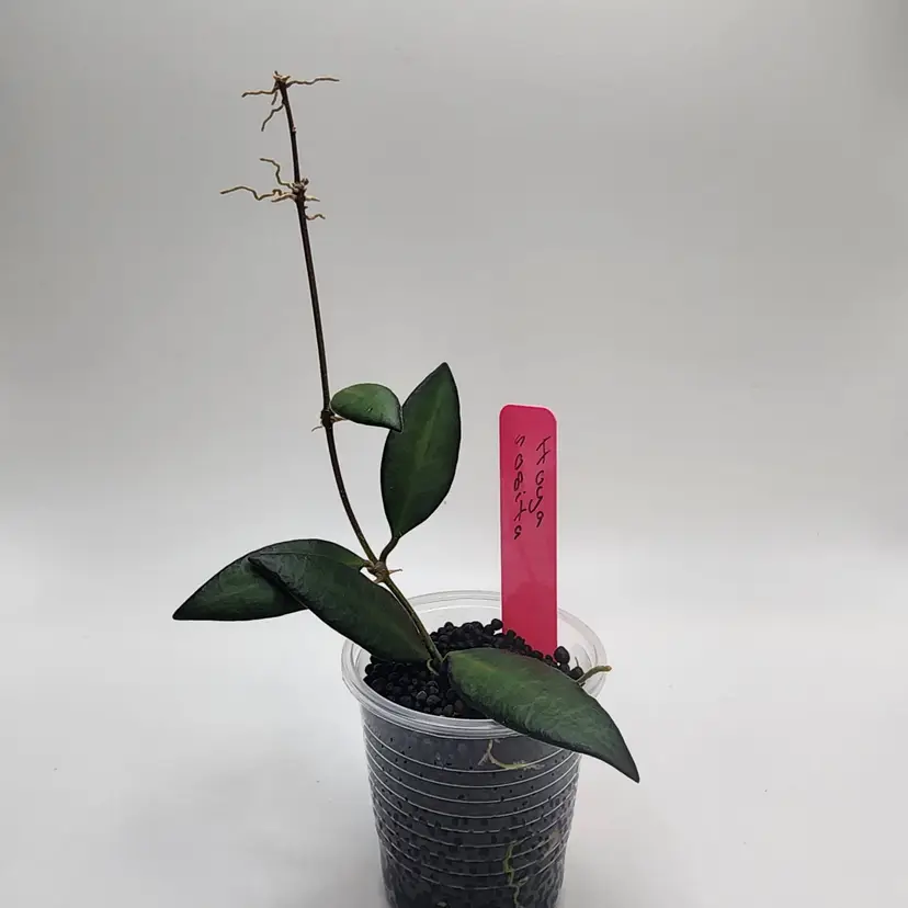 Hoya rosita