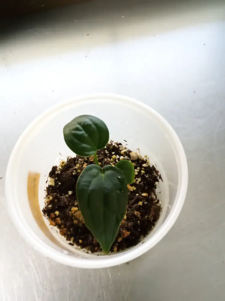 Anthurium Forgetti x Luxurians Dark Form starter