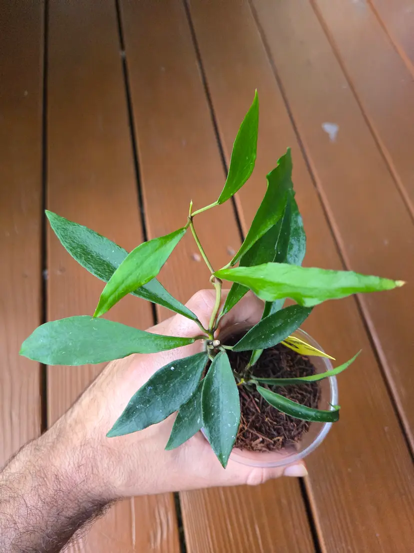 Hoya mirabilis