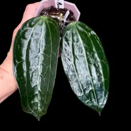 Latifolia Mt Rimau