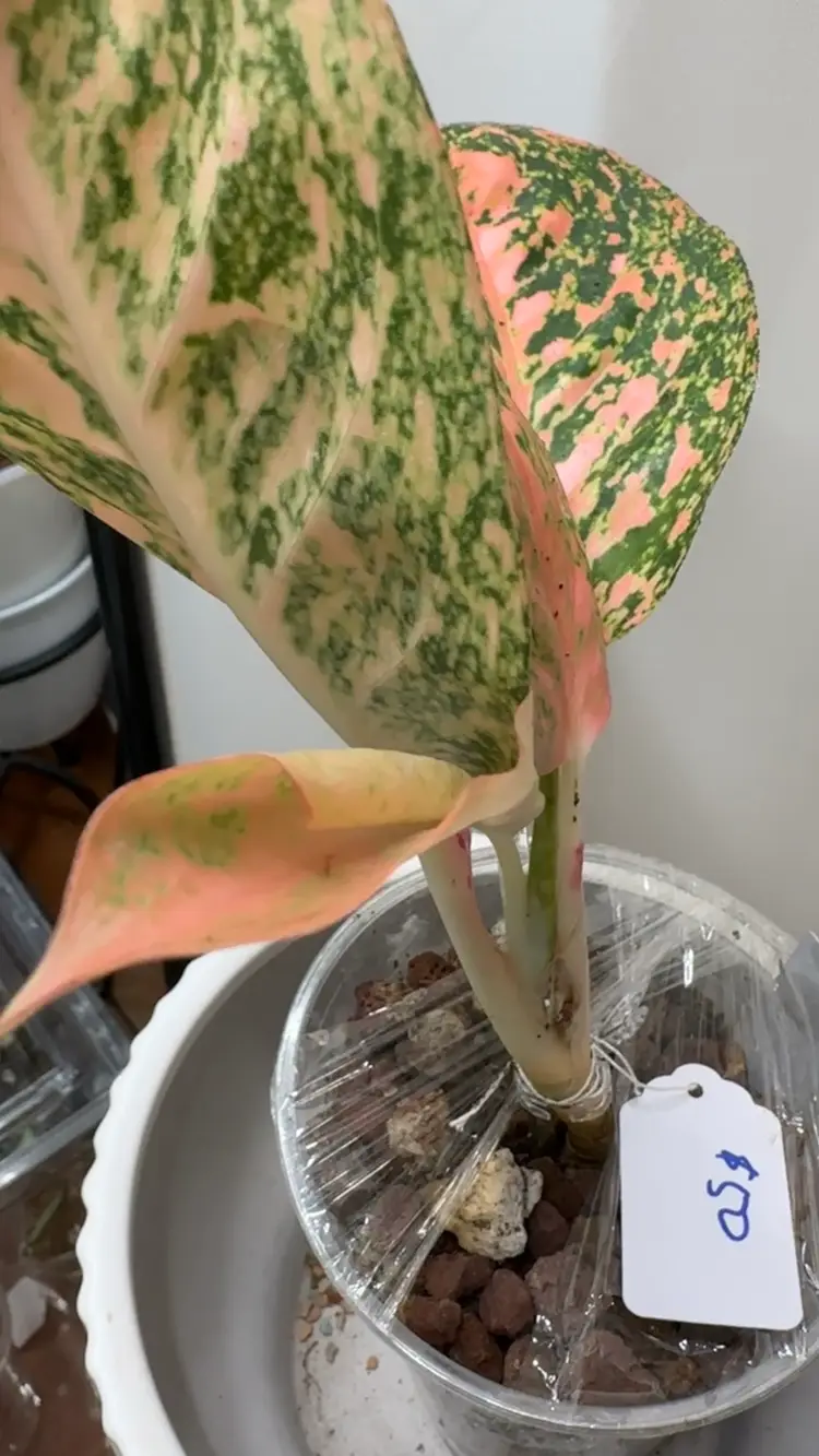Aglaonema Orange Stardust | Rare collection