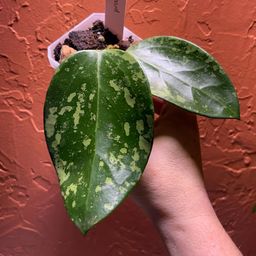 1098 Hoya ‘Snow Leopard’