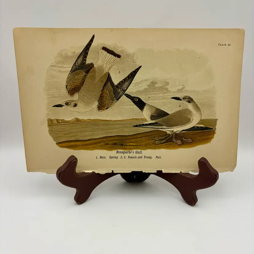 “Bonaparte’s Gull”, Male Spring, Female And Young Fall, c.1890, Color Plate Engraving, Plate 52, From An Antique Book